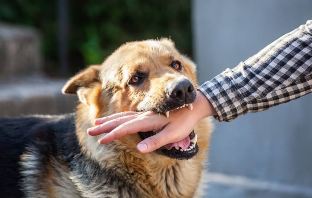 dog bite cases